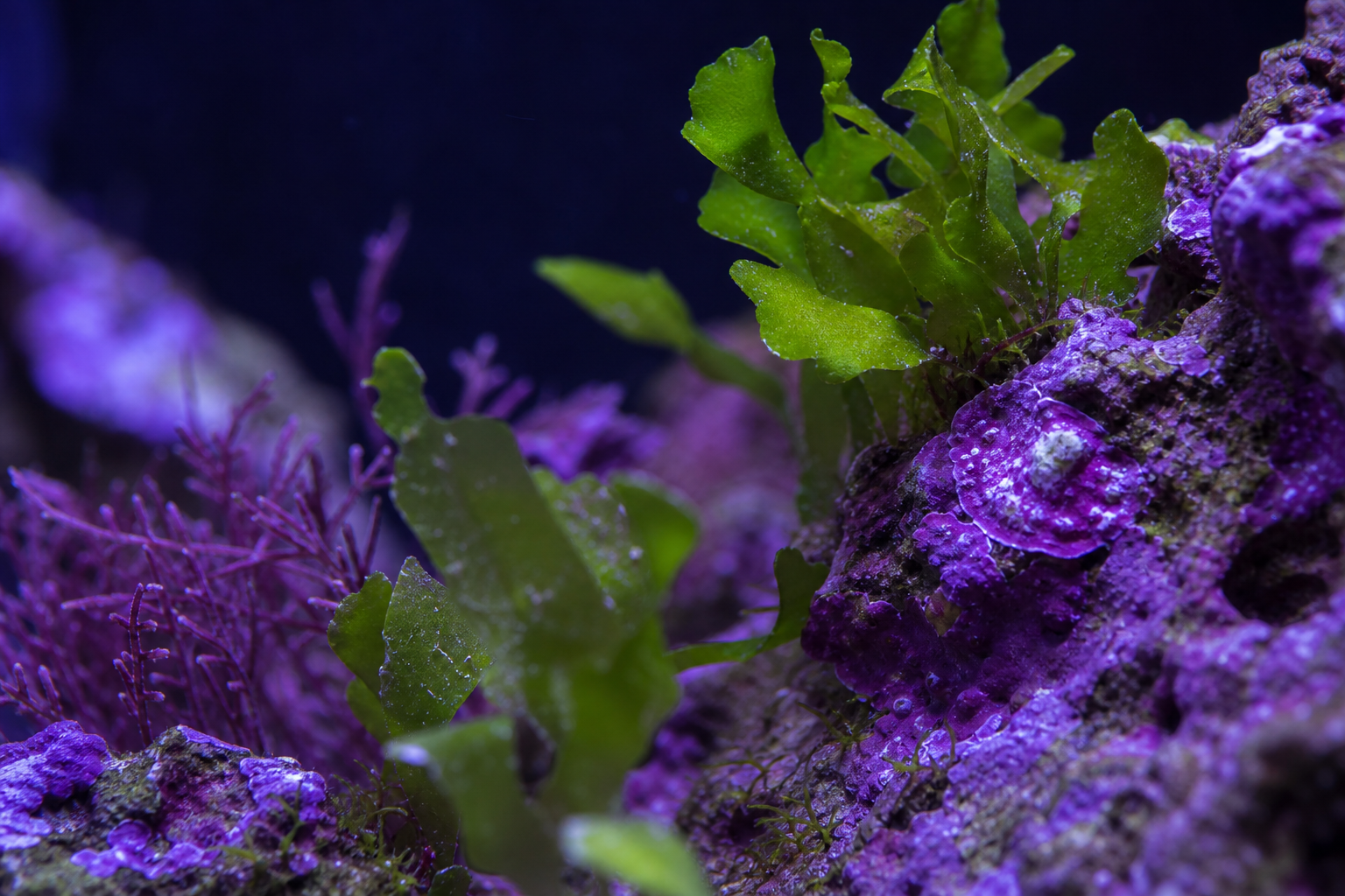 Coralline Algae