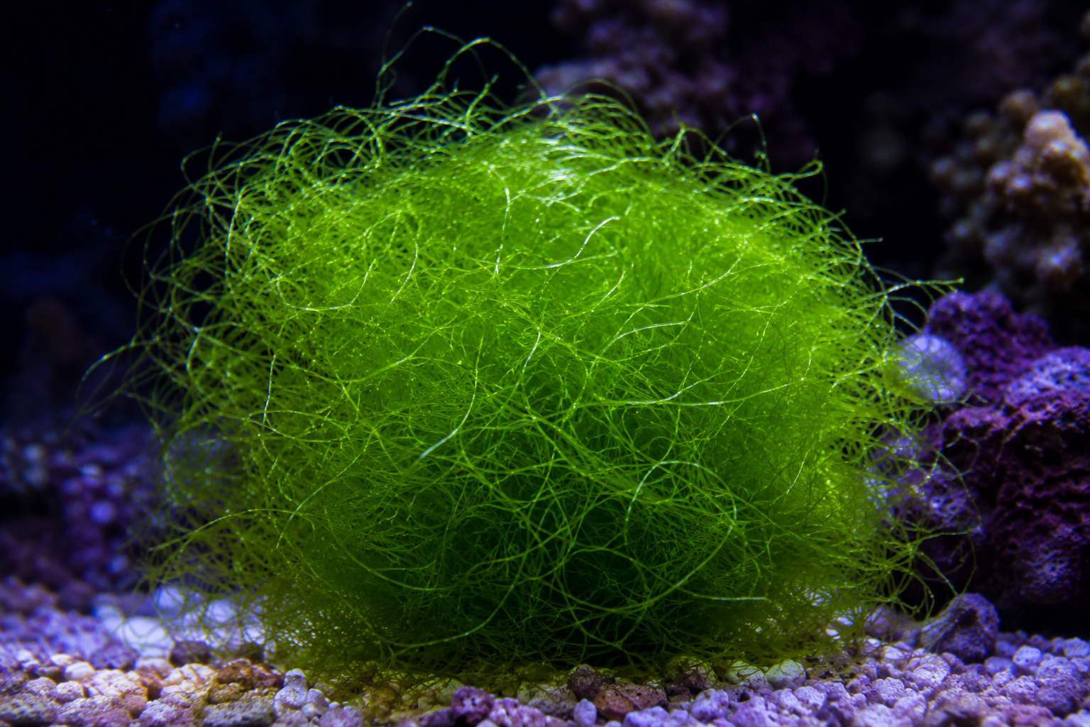 Chaeto (Chaetomorpha)