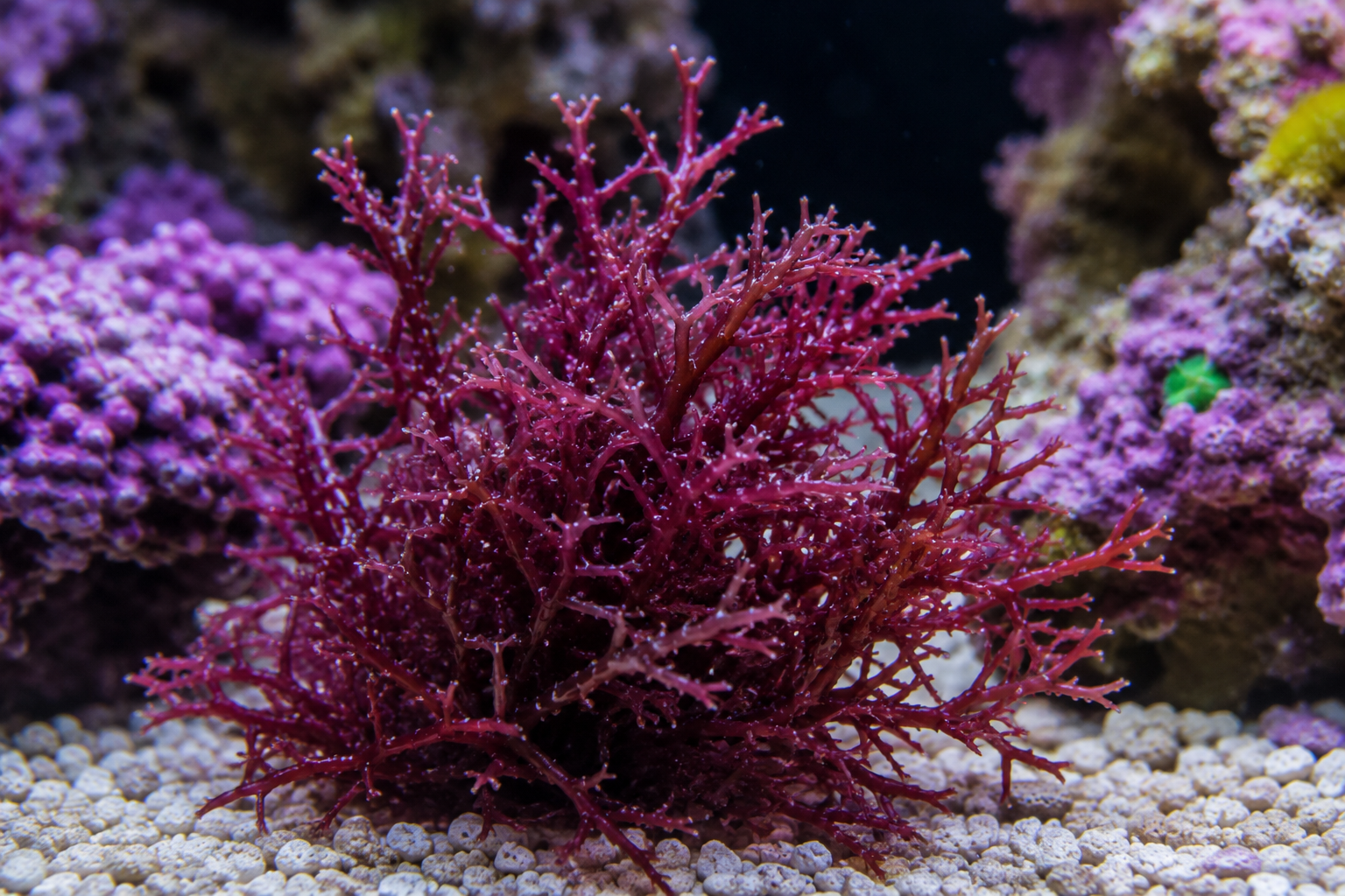 Gracilaria