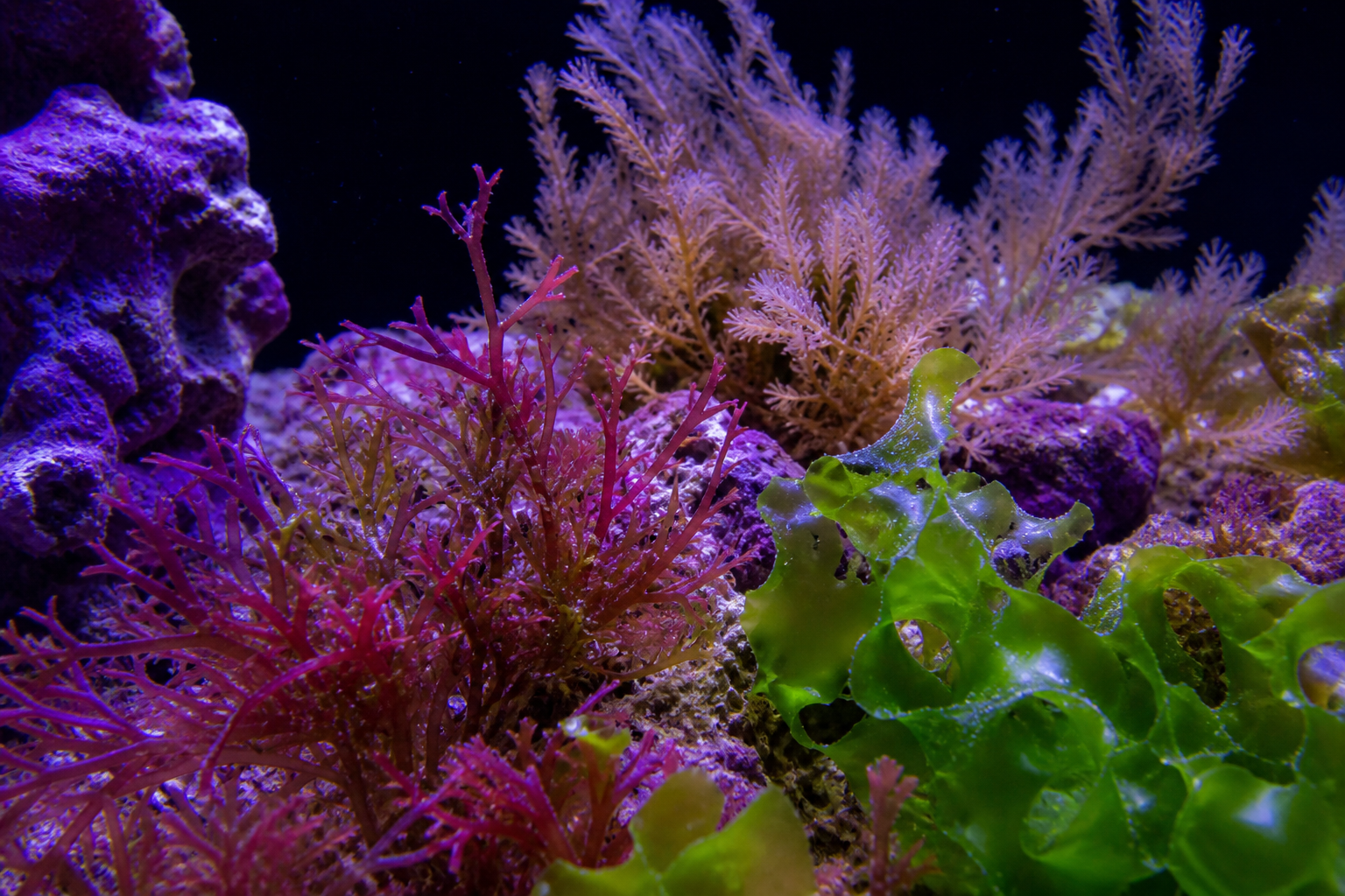 Macroalgae