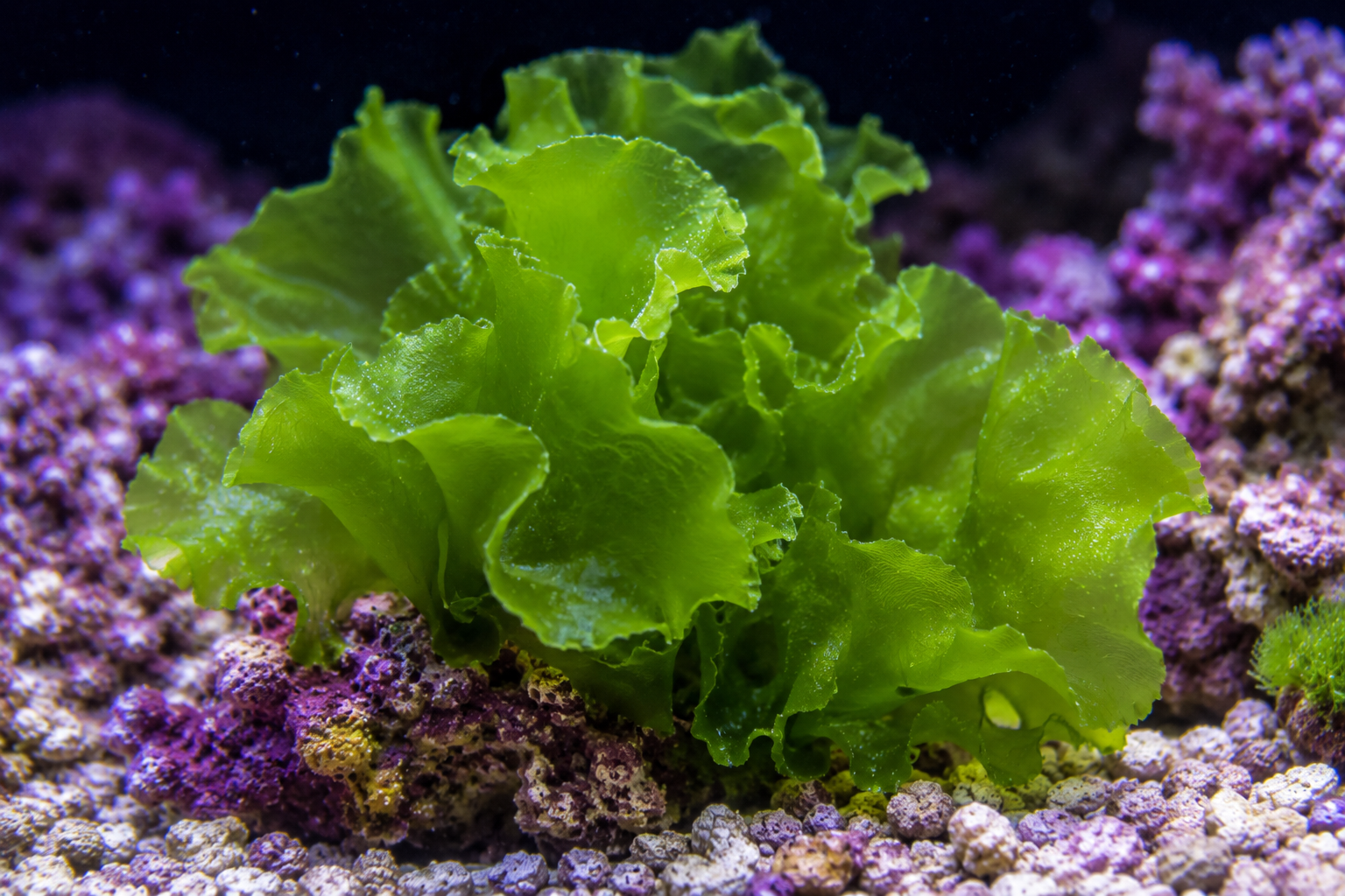 Ulva (Sea Lettuce)