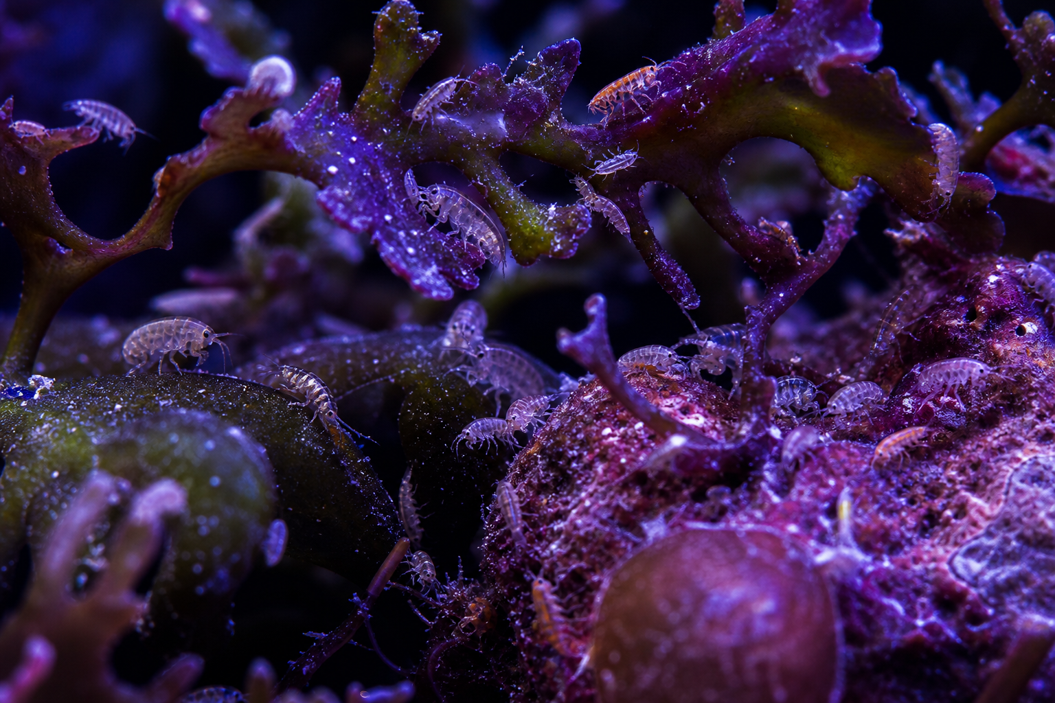 Amphipods