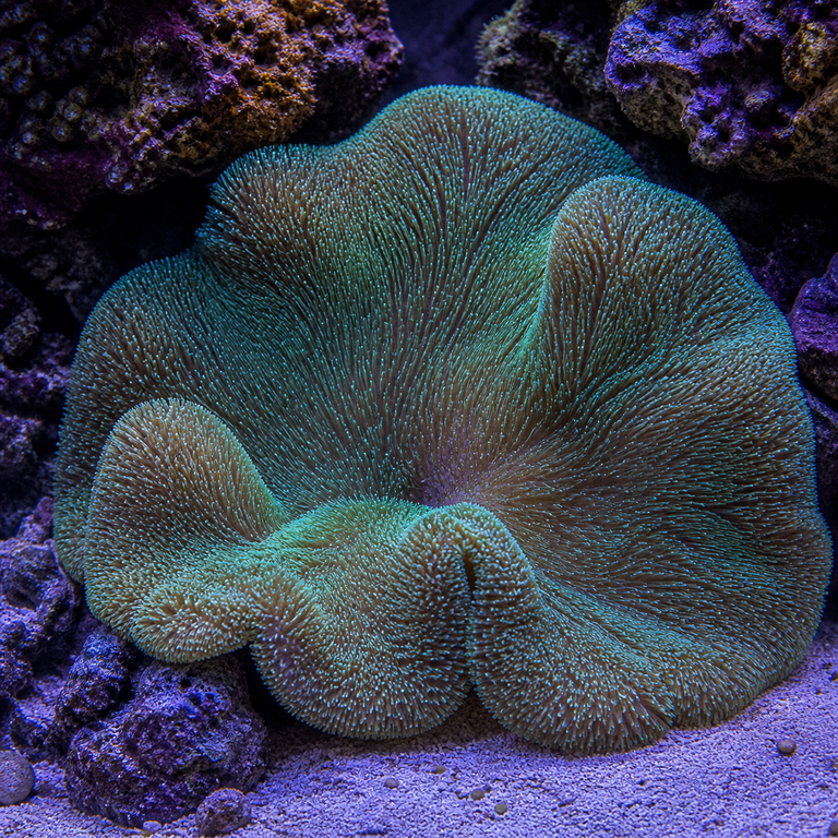 Carpet Anemone Gigantea