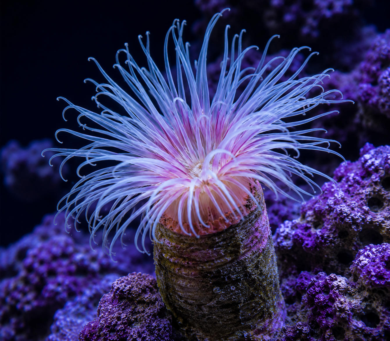 Haitian Anemone