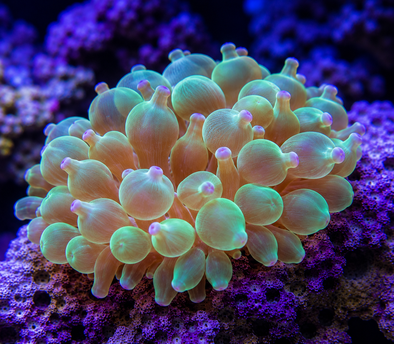 Maxi-Mini Carpet Anemone