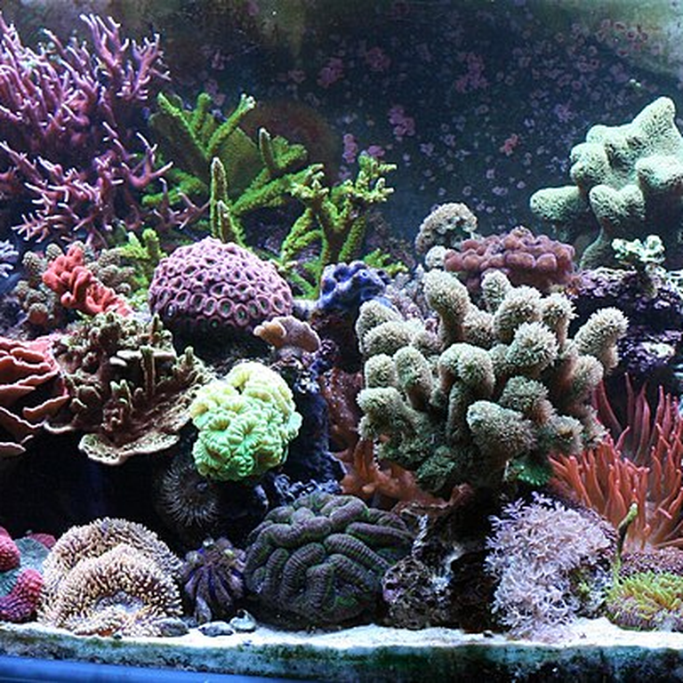 Coral