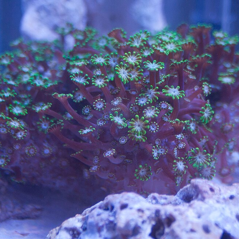 Alveopora
