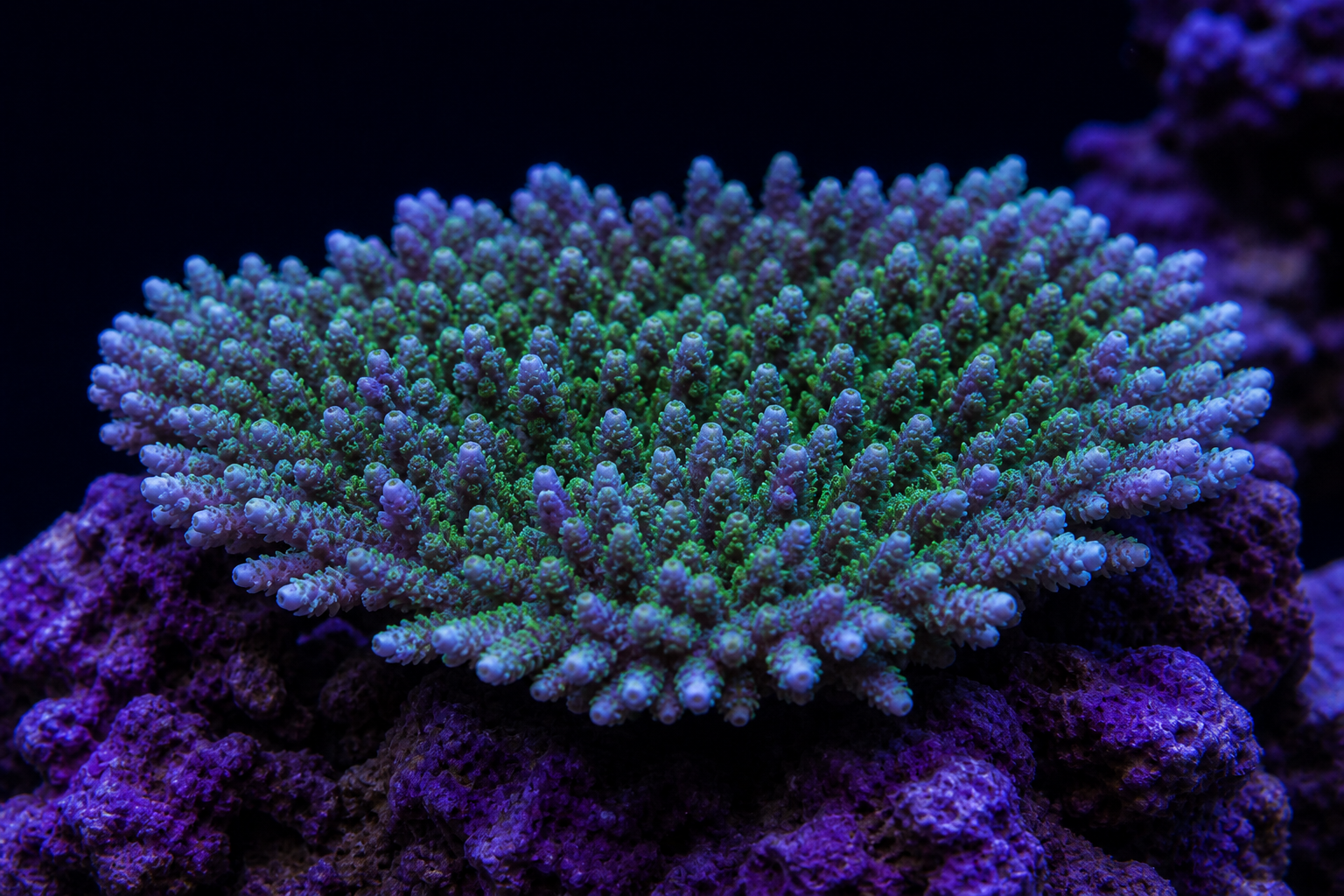 Acropora Table