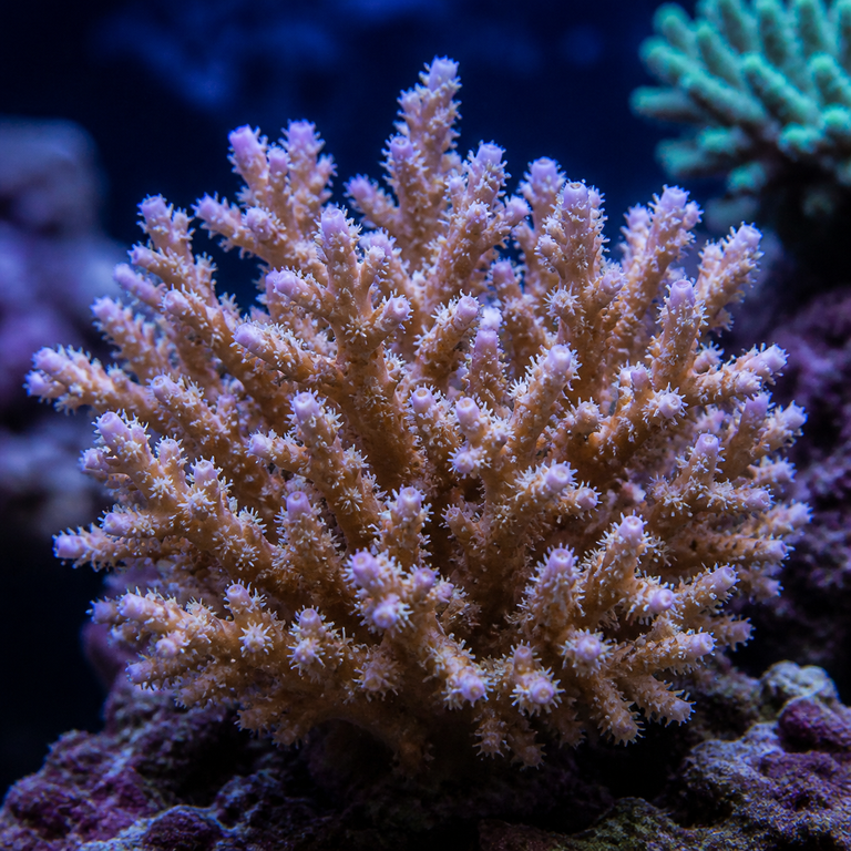 Birdsnest Coral