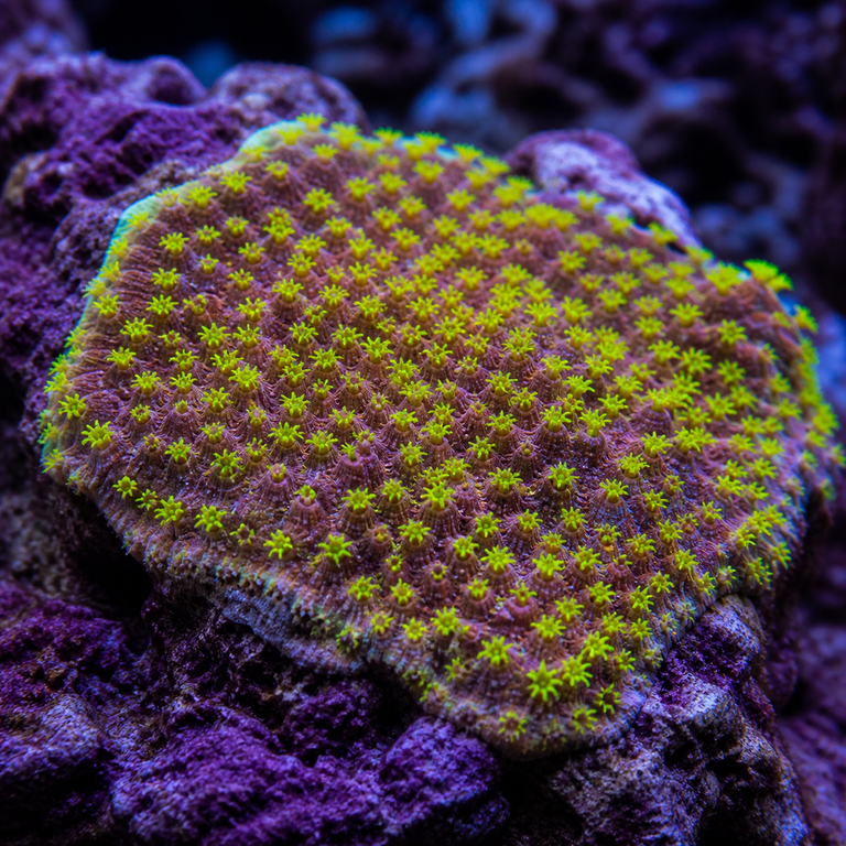 Cyphastrea