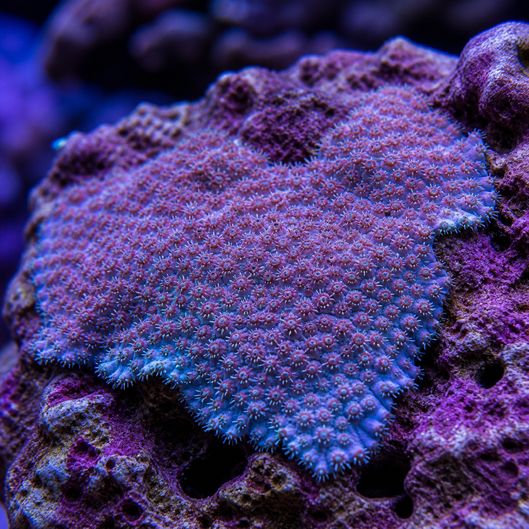 Encrusting SPS