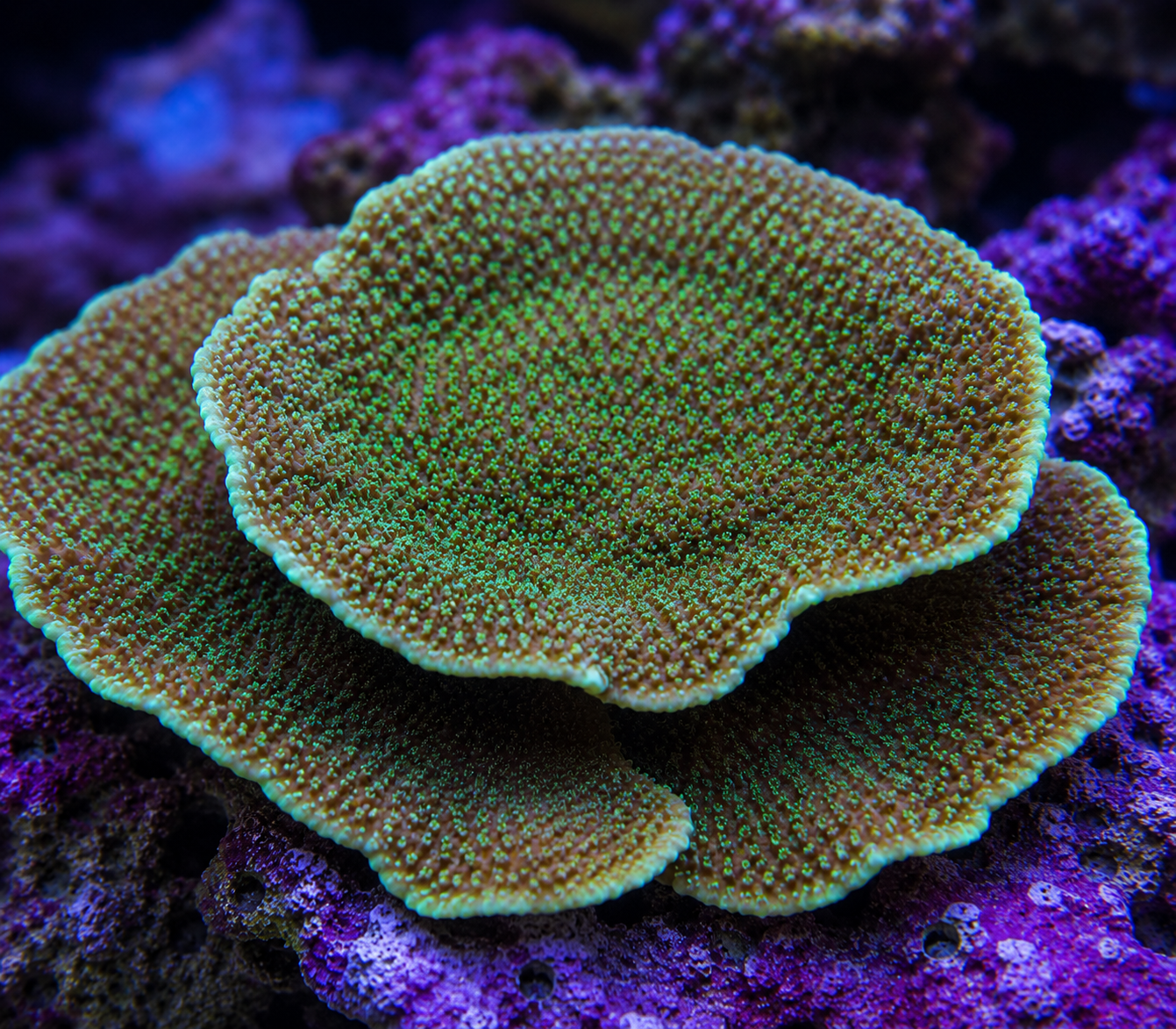 Montipora-Eating Nudibranch (Phestilla subodiosus)