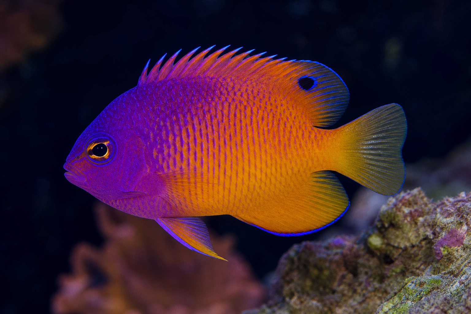 Coral Beauty Angelfish