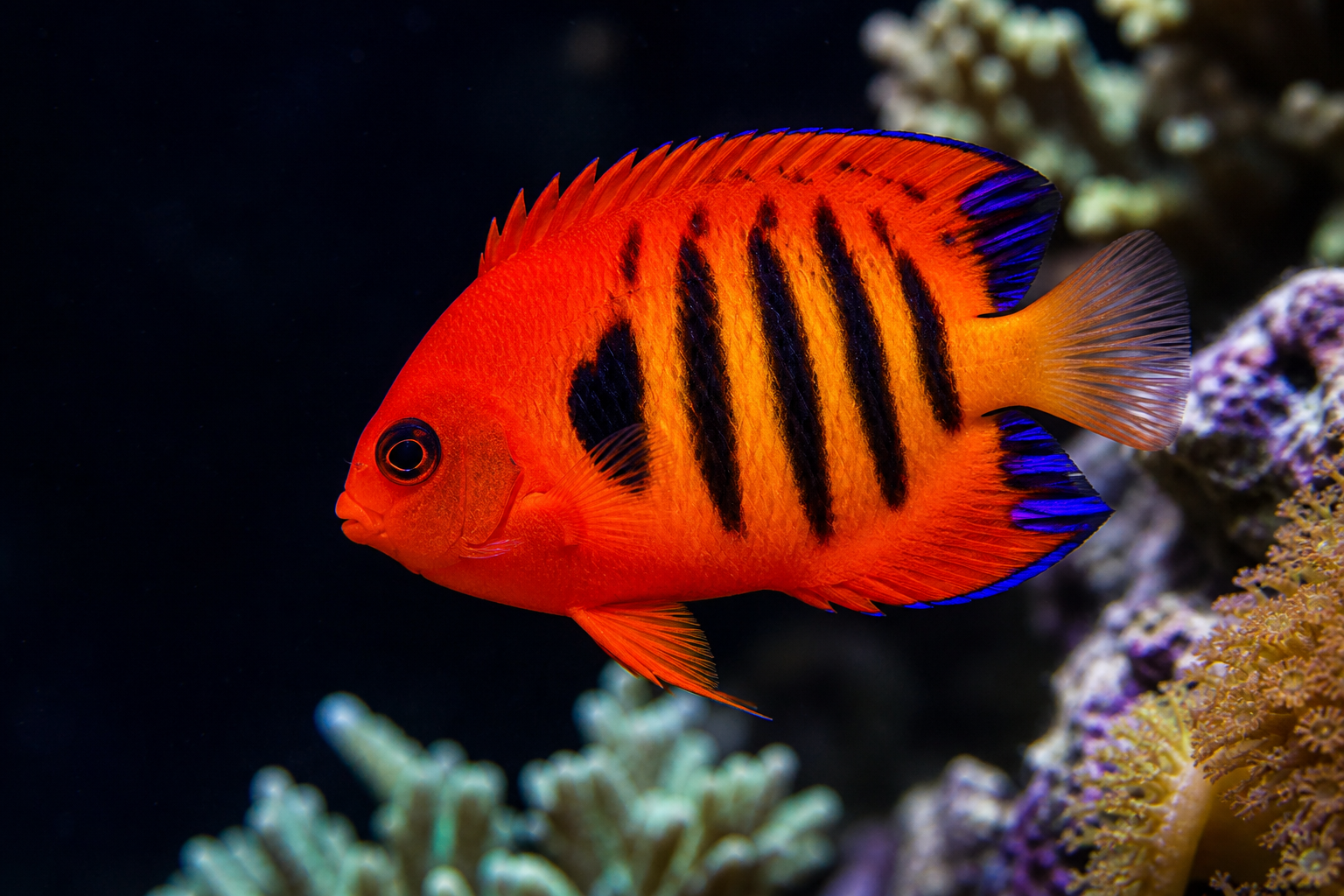 Flame Angelfish