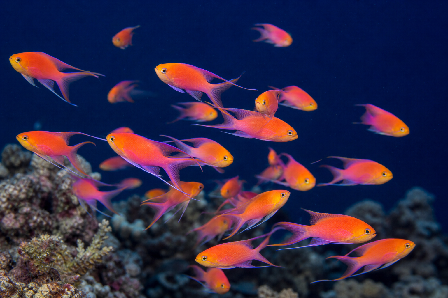 Anthias