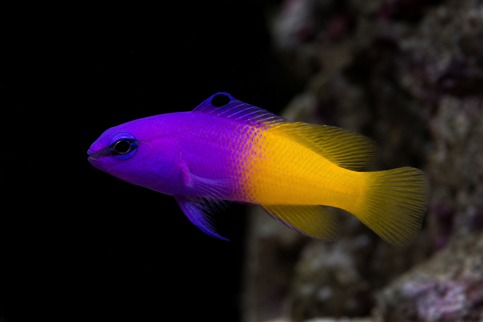 Royal Gramma Basslet (Gramma loreto)