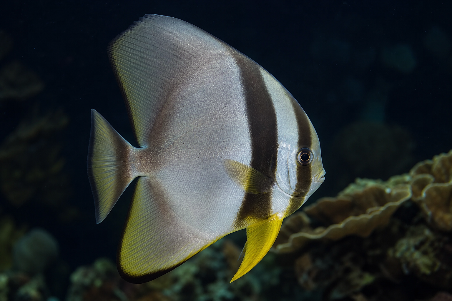 Batfish
