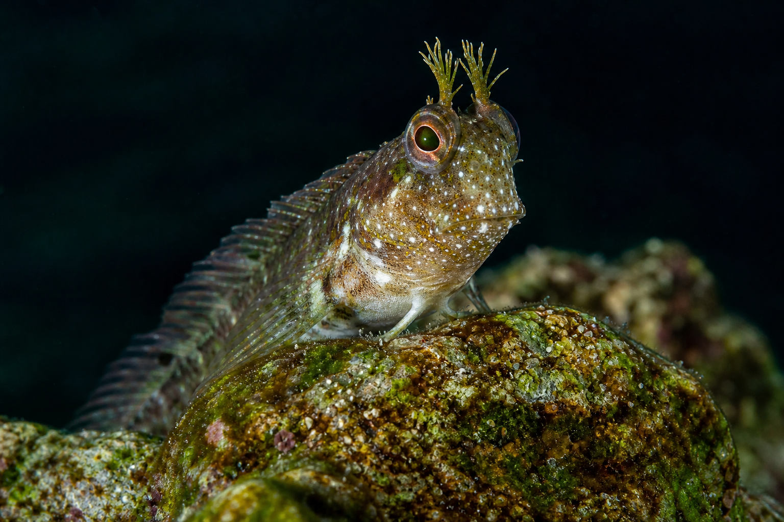 Blennies
