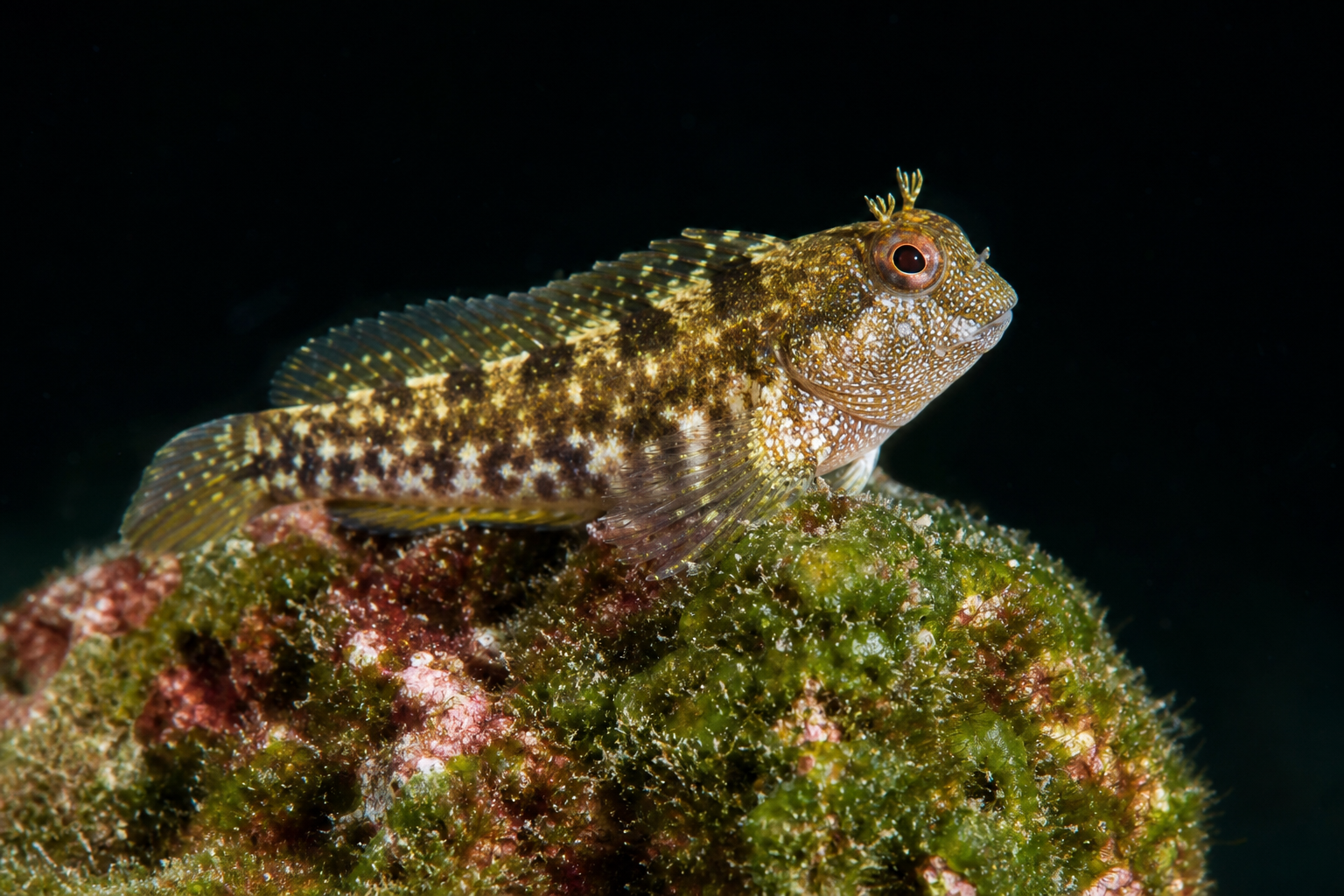 Lawnmower Blenny