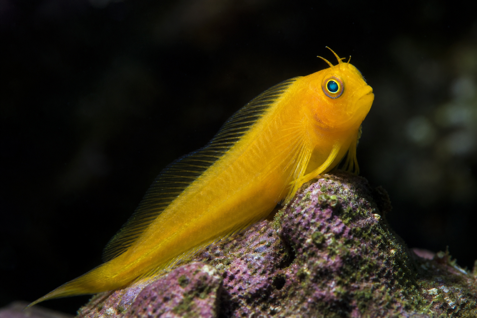 Midas Blenny