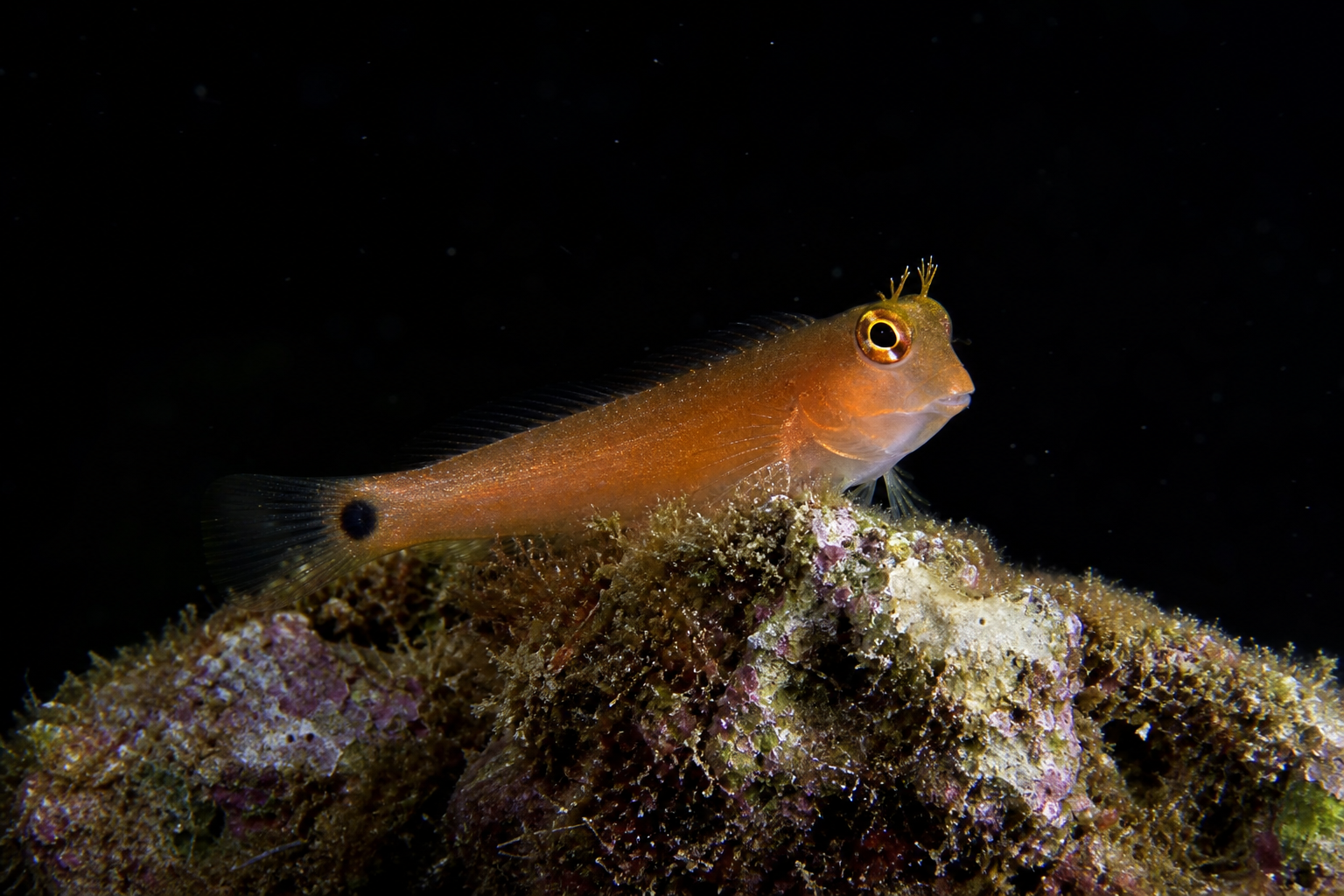 Tailspot Blenny