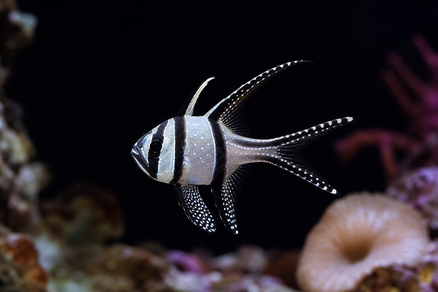 Banggai Cardinalfish