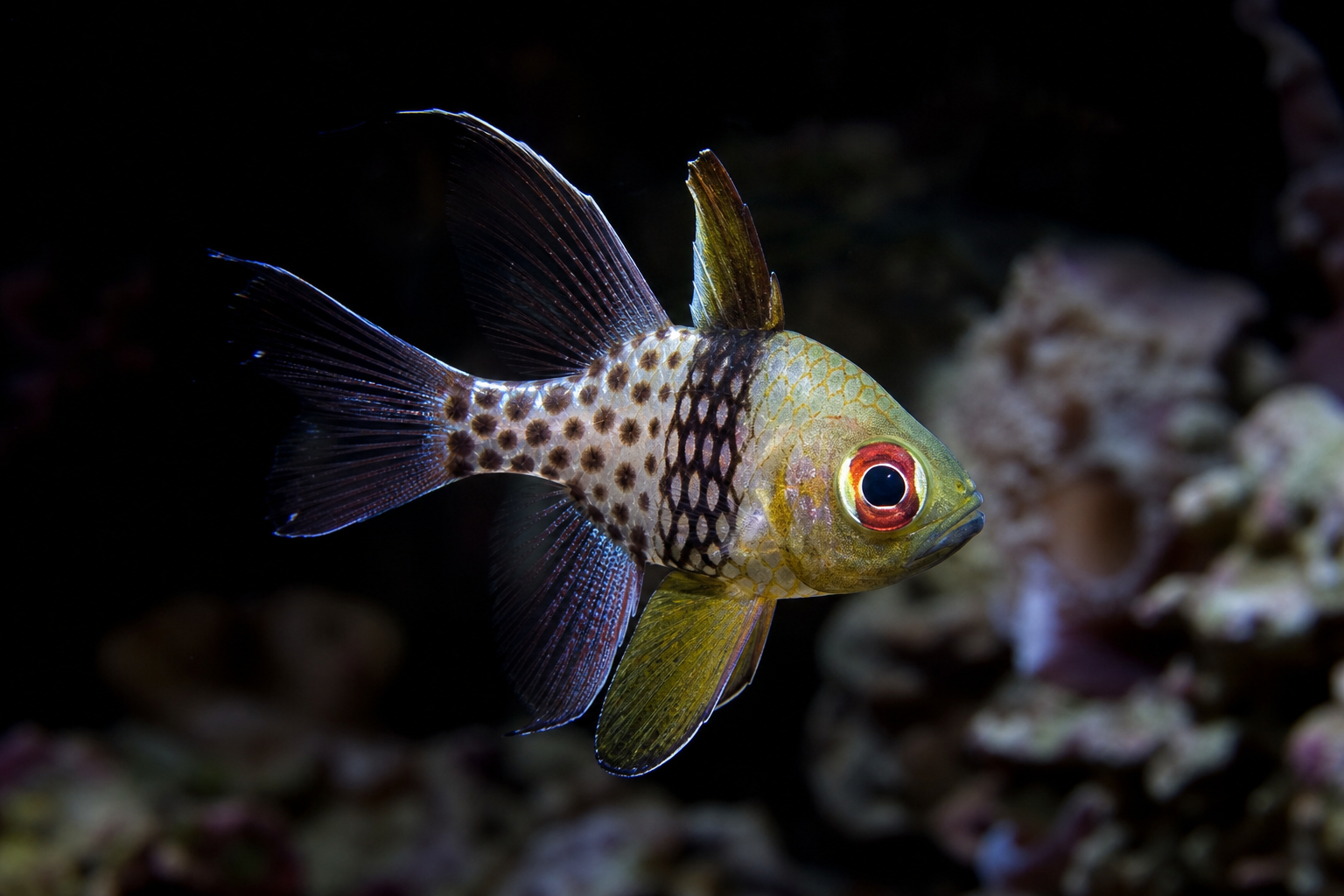 Pajama Cardinalfish