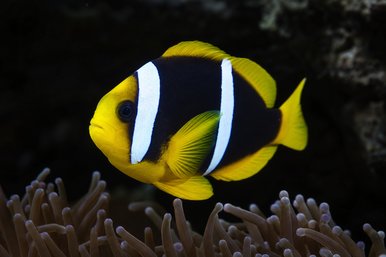 Clarkii Clownfish