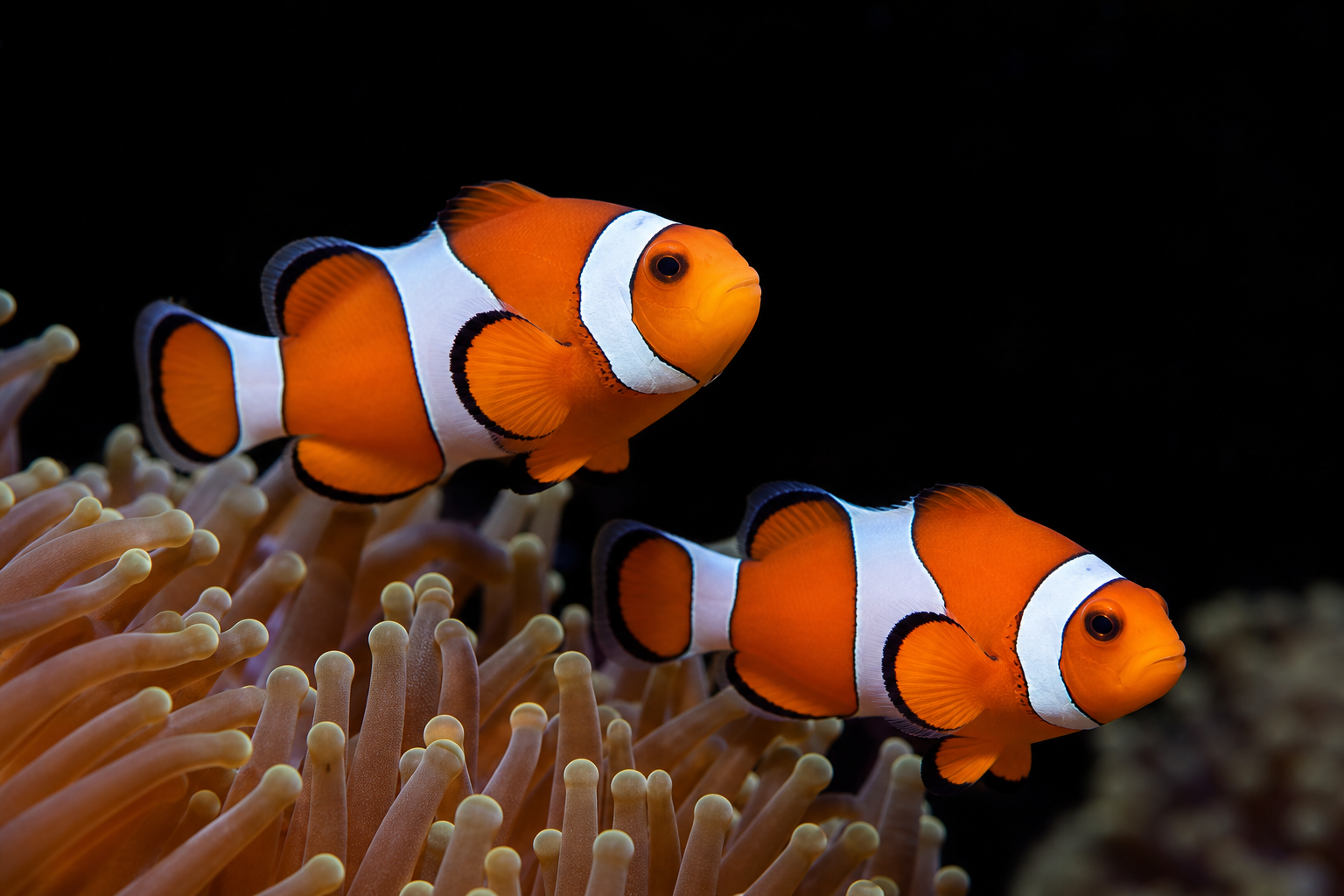 Clownfish
