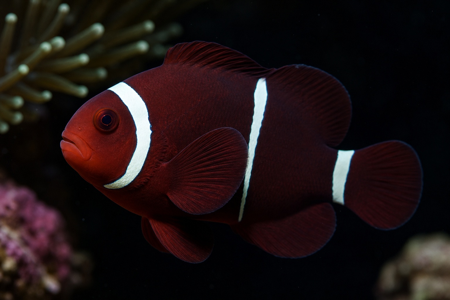 Maroon Clownfish