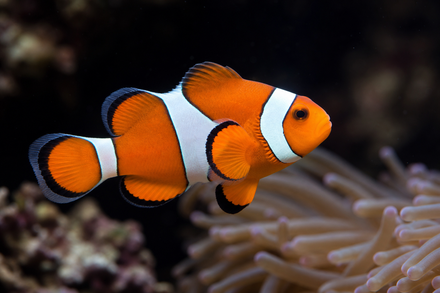 Ocellaris Clownfish