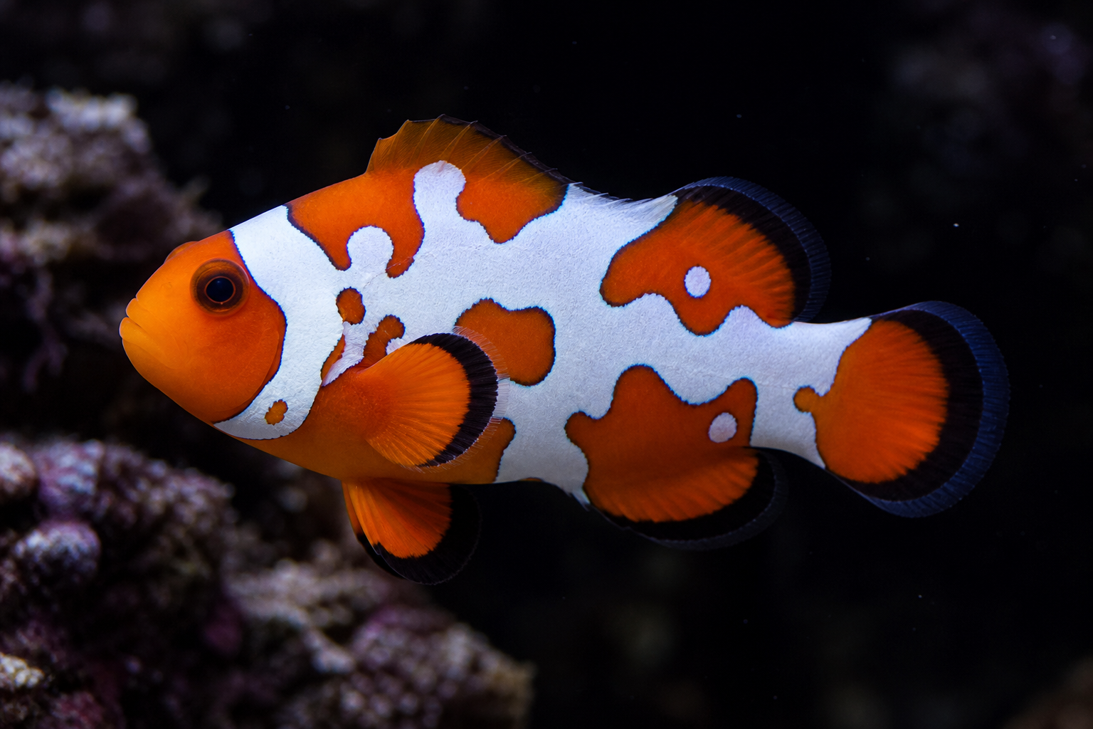 Picasso Ocellaris