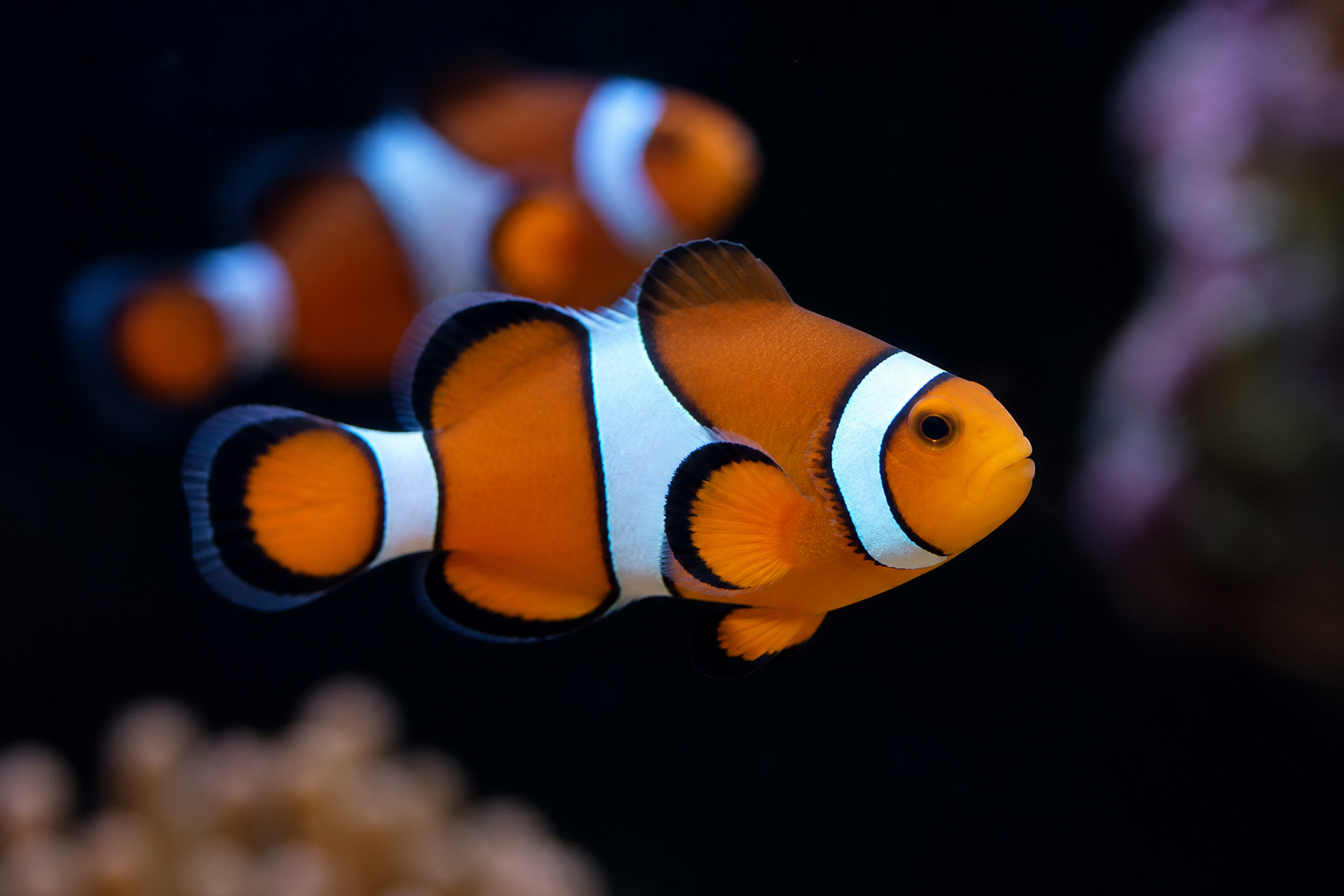 Percula Clownfish (Amphiprion percula)