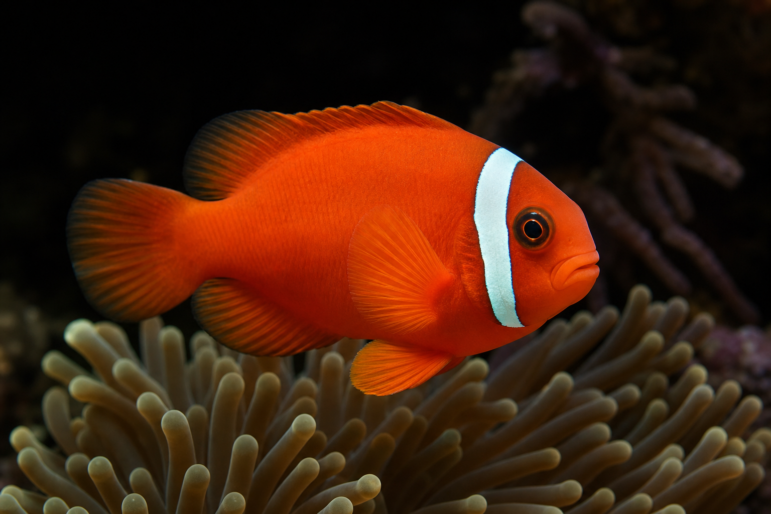 Tomato Clownfish