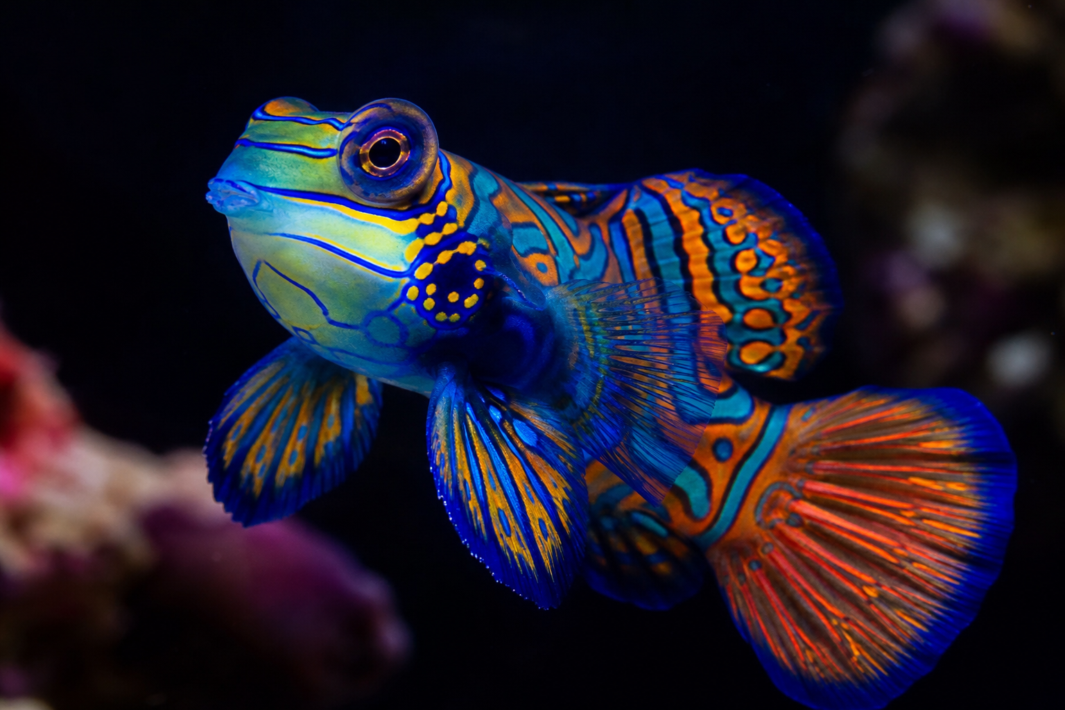 Mandarin Dragonet (Synchiropus splendidus)