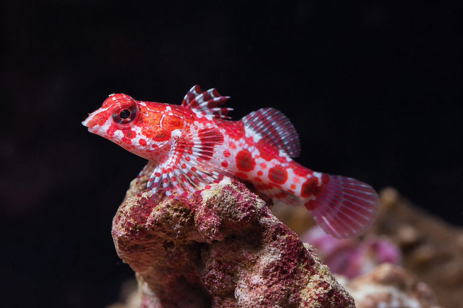 Red Scooter Dragonet