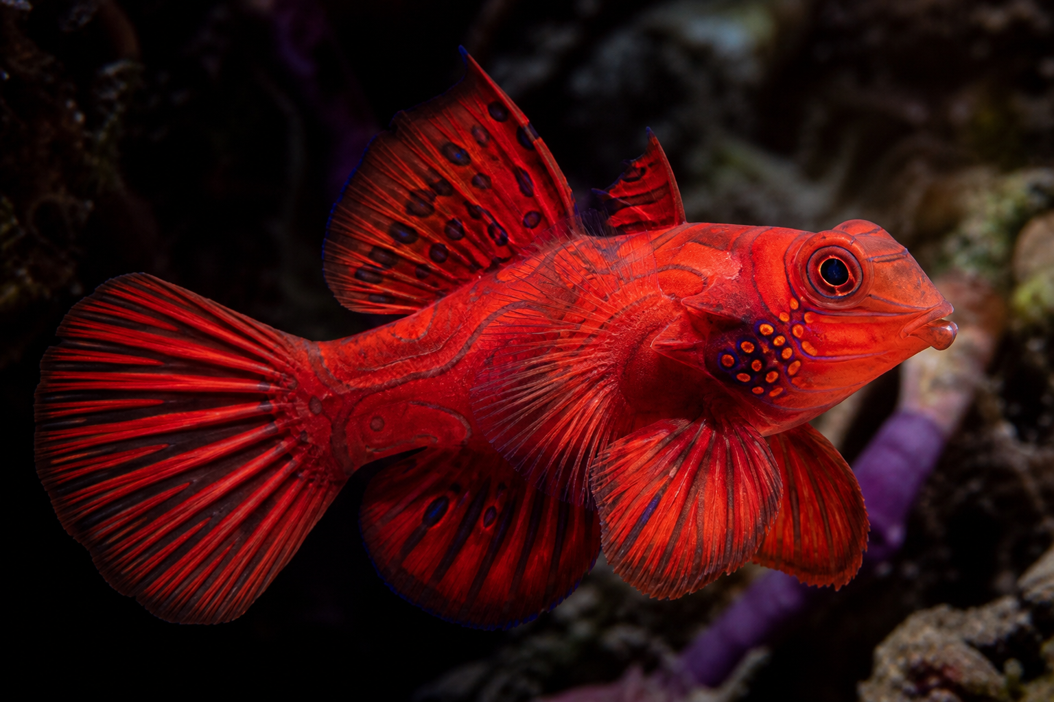 Ruby Red Dragonet