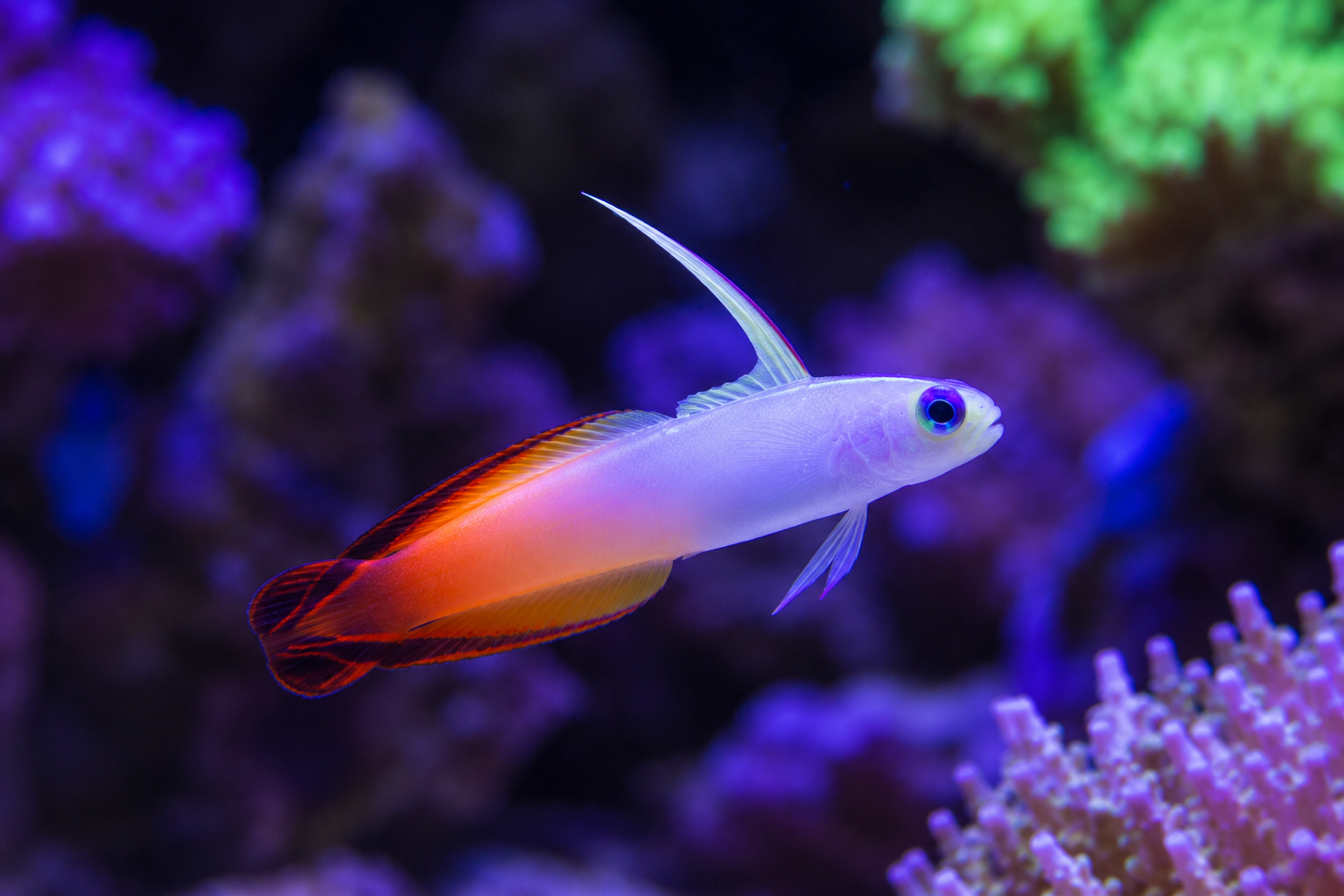 Firefish
