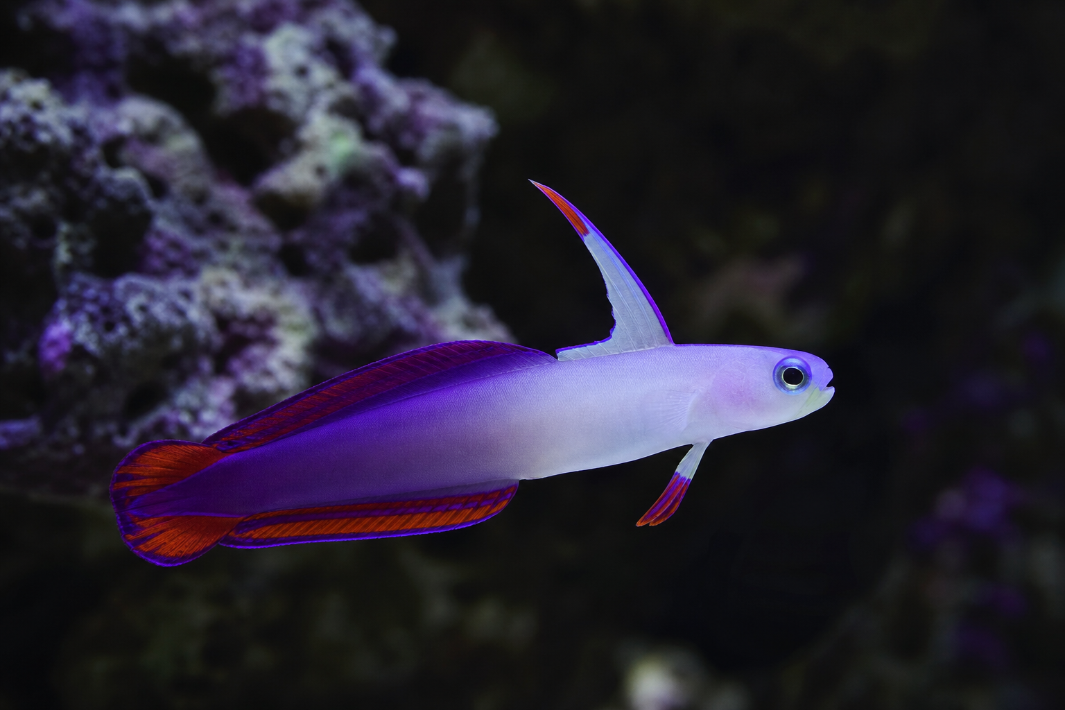 Purple Firefish