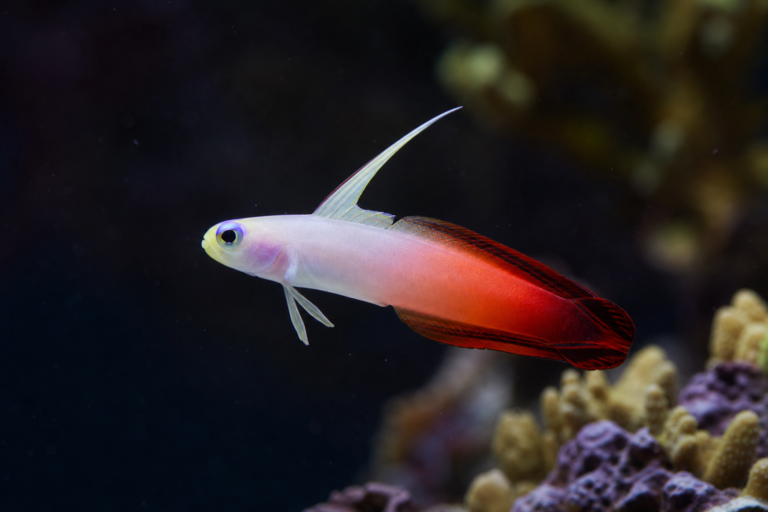 Firefish Goby