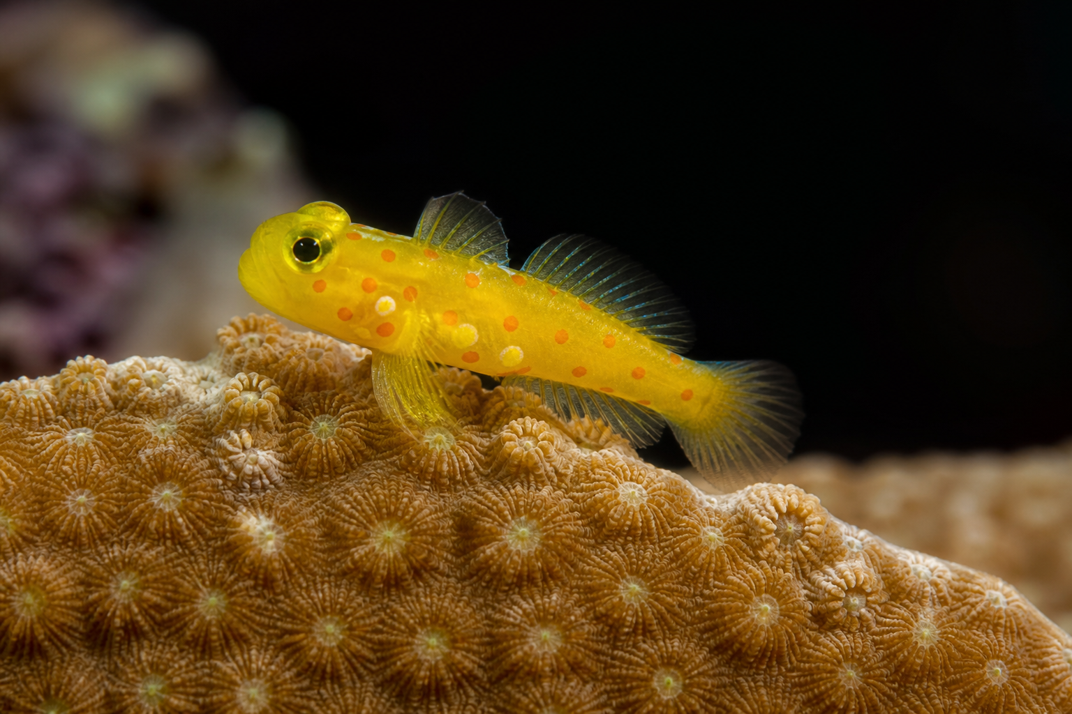 Clown Goby