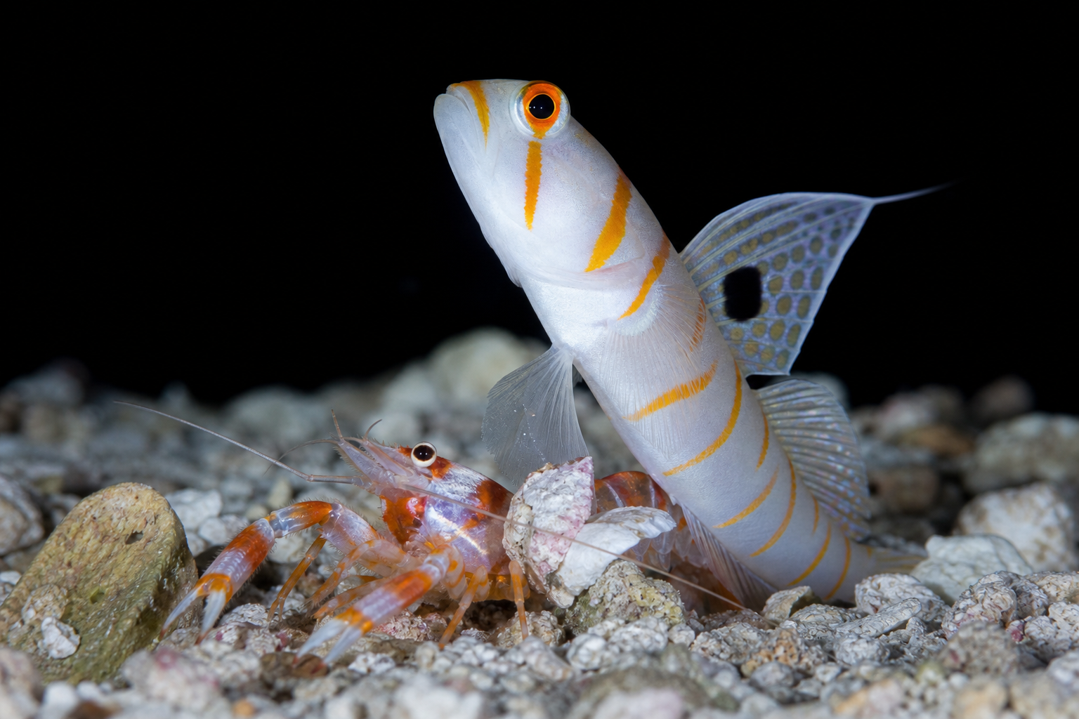 Yasha Goby