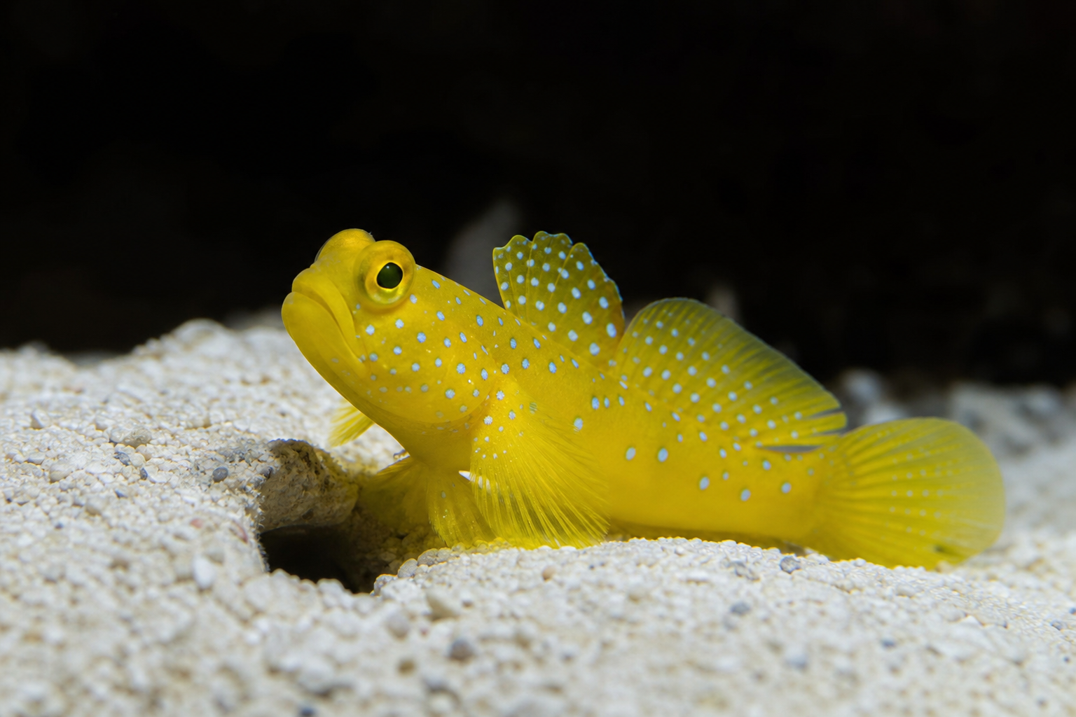 Yellow Watchman Goby