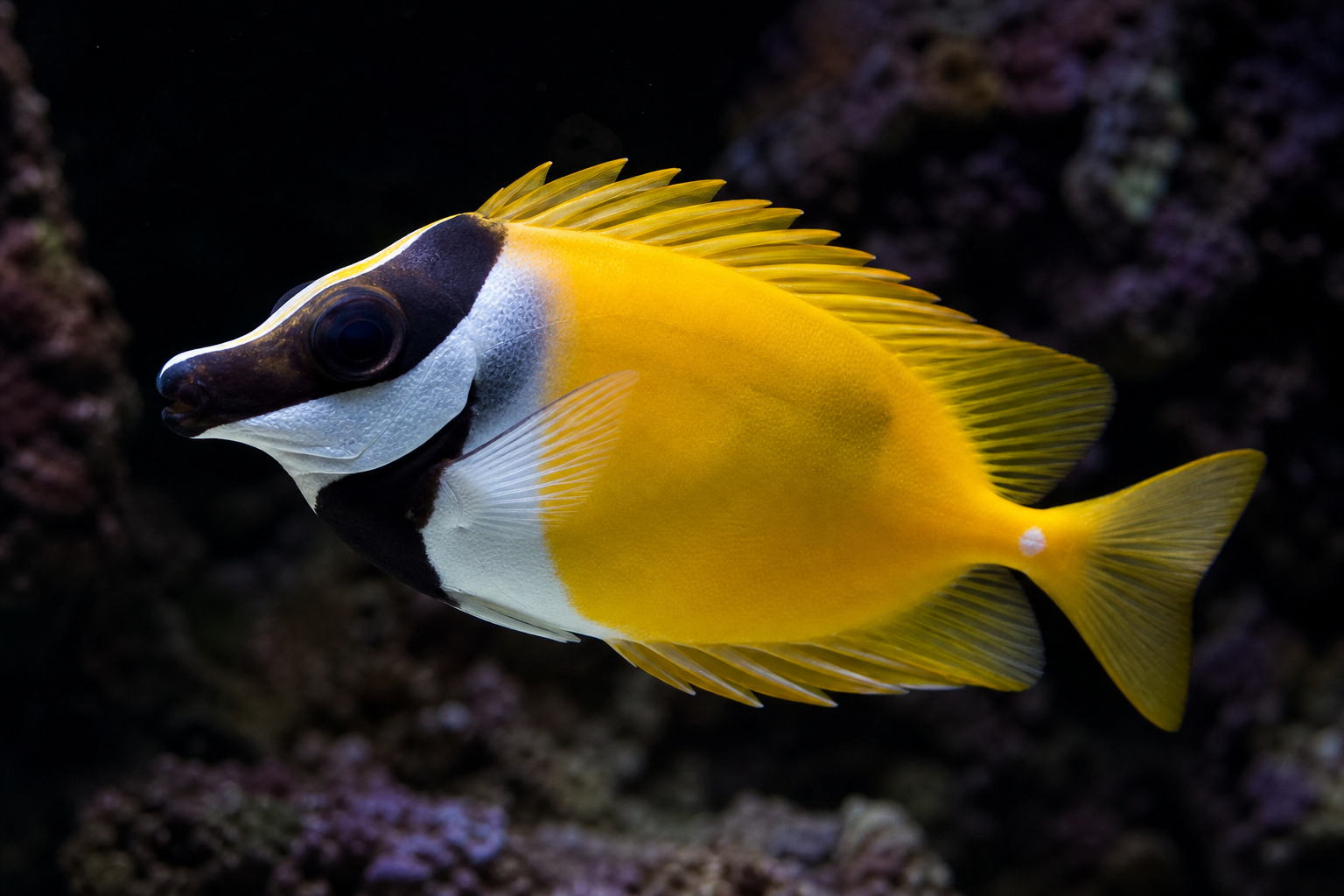 Foxface Rabbitfish