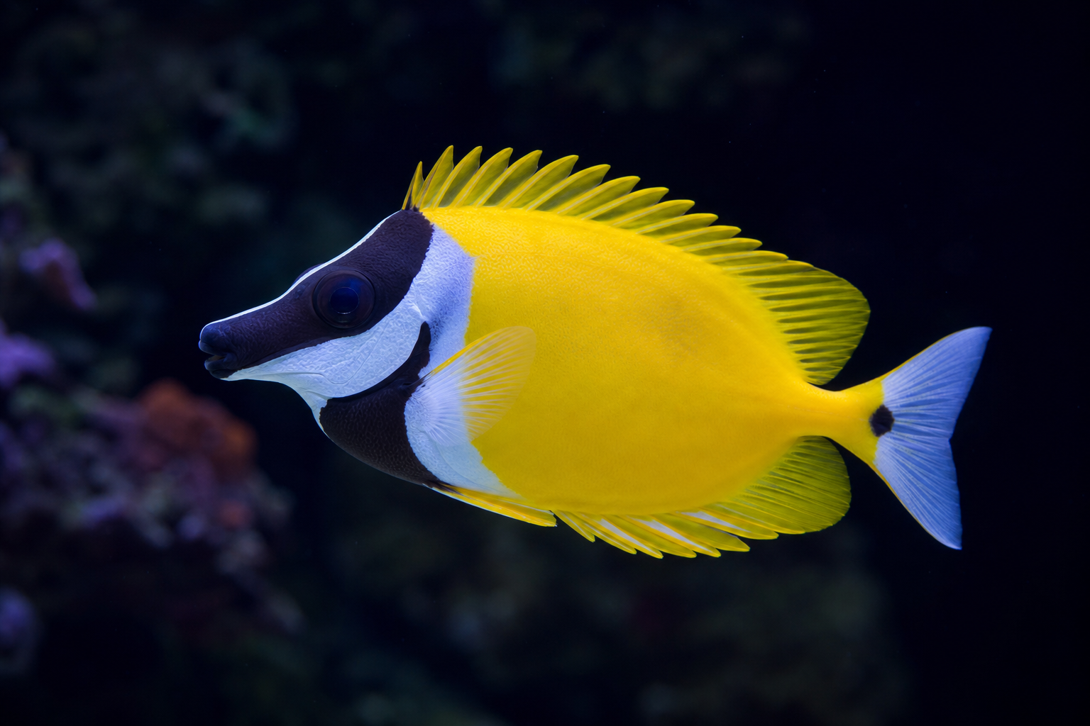 Rabbitfish