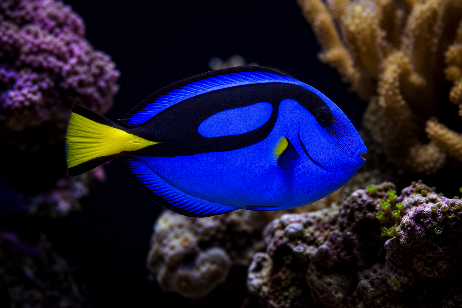 Tangs