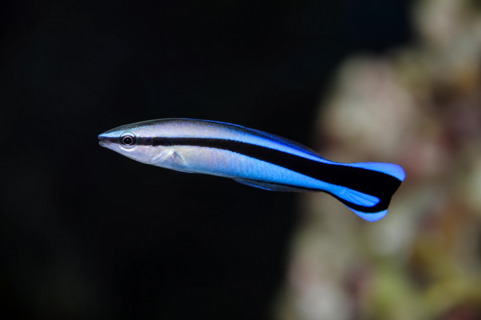 Cleaner Wrasse
