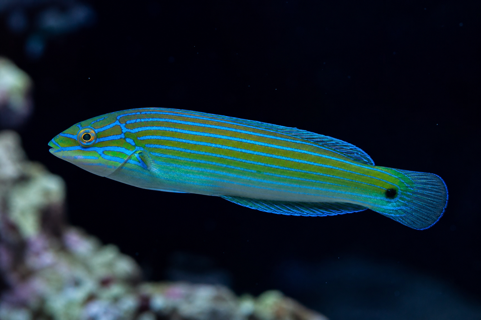 Melanurus Wrasse