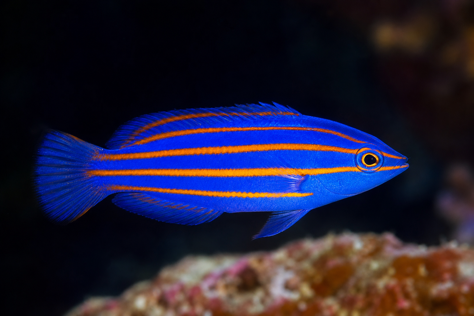 Six-Line Wrasse
