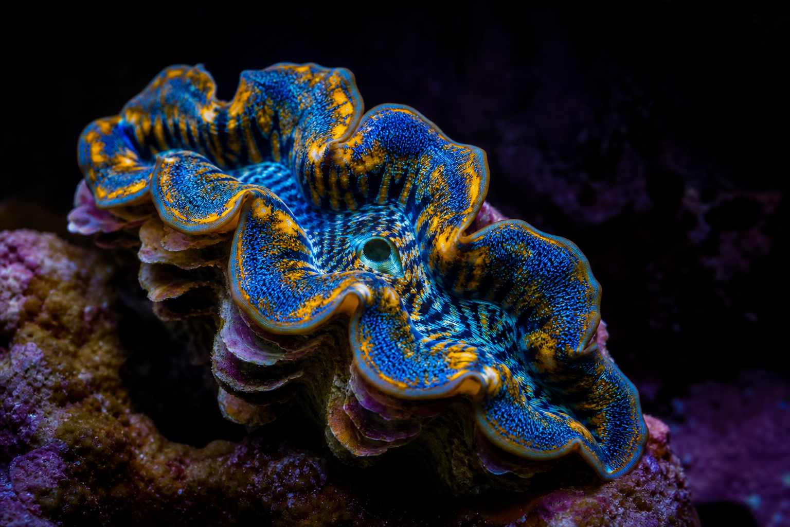 Crocea Clam